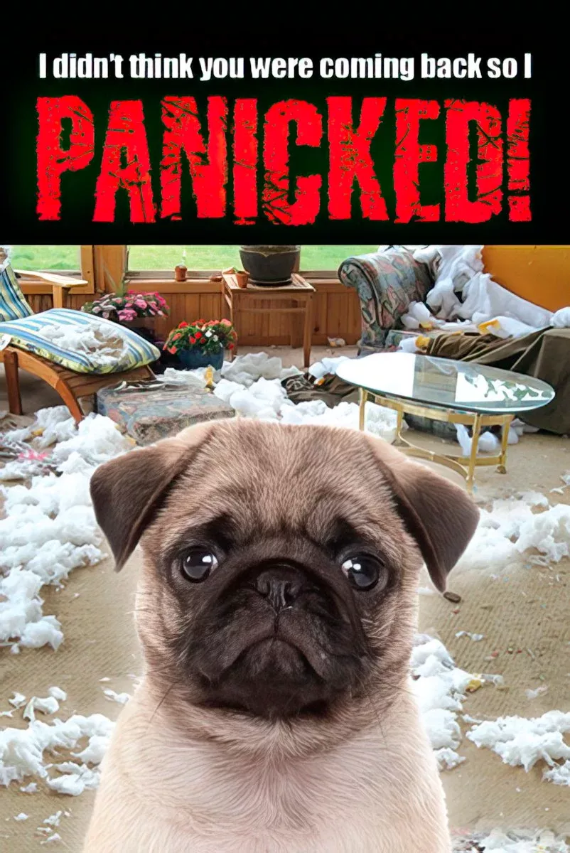General Funny Pug Dog Magnet: 'I Panicked!' Humorous Home Decor | FunnyMagnet